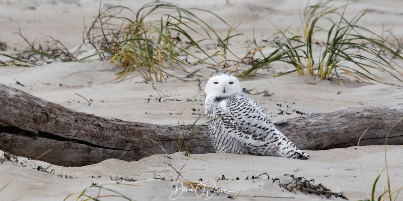 Snowy Owl rests in the sand
11/15/2020
