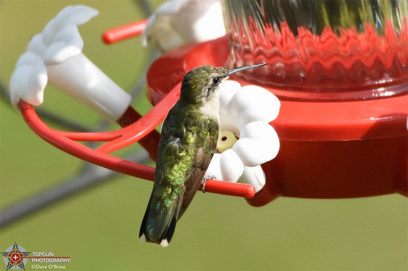 Ruby Throated Hummingbird 8/25/17
