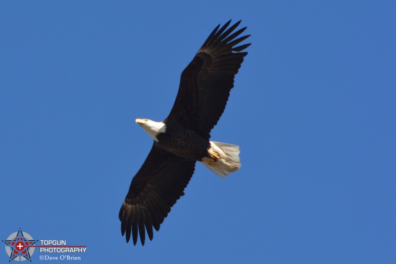 Bald Eagle over flying Pease after the Typhoons flew in 2-20-16
