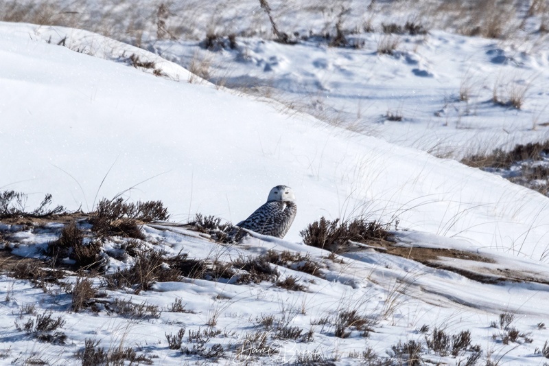 Snowy owl further in the dunes
12/11/2020
