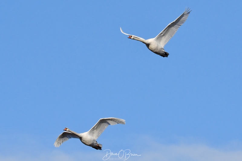 Snow Geese taking flight
Plum Island
12/26/2020
