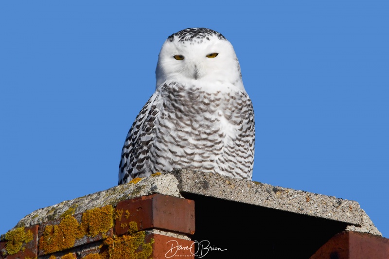 Snowy Owl stare down
staring down at the photogs.
1/1/21
Keywords: snowy owl, wildlife, New England