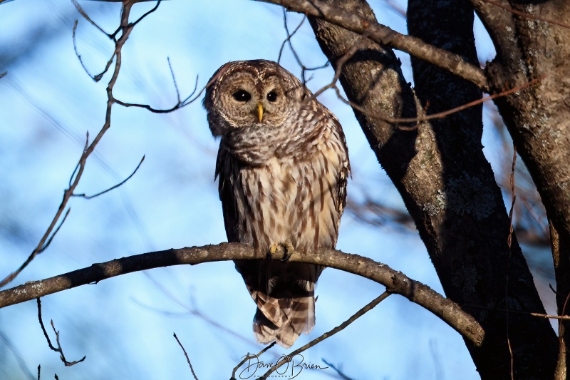 Barred Owl on the hunt
11/8/22
