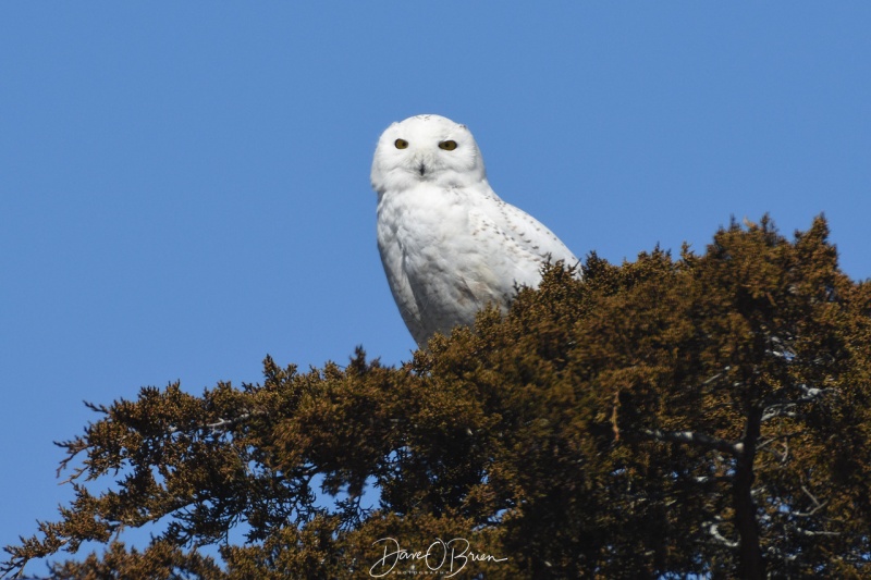 Salisbury Snowy Owl perches in a tree 3/31/18
