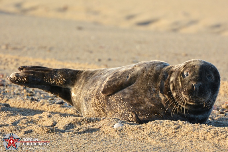 Seal planking, Nantucket MA 5-8-16
