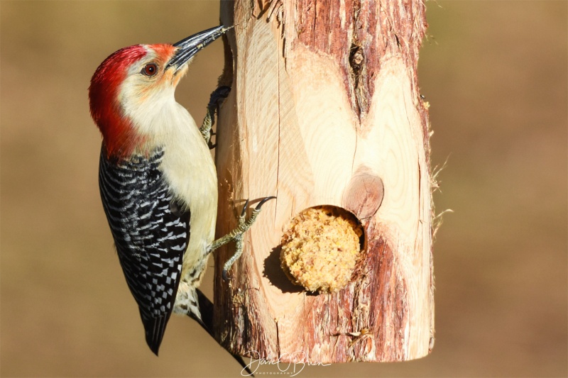 Male Red-bellied Woodpecker 4/26/18
