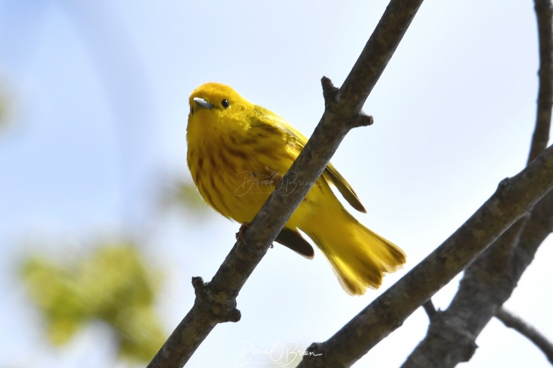 Yellow Warbler
Pickering Pond
5/7/2020

