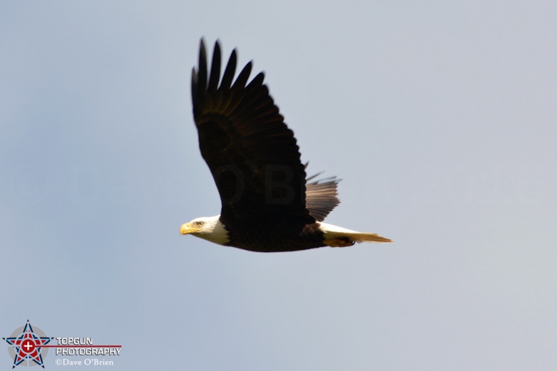 Bald Eagle up North - 9-25-15
