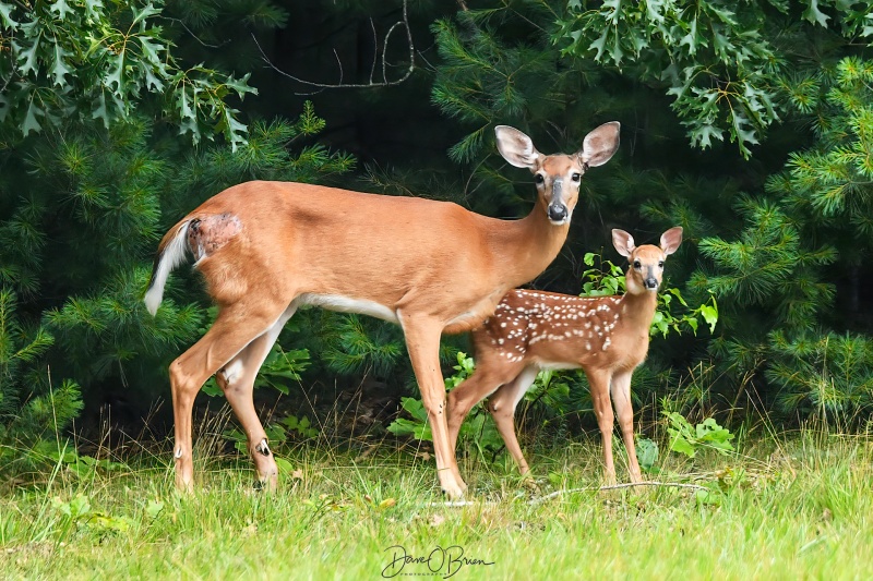 Deer and its fawn
Mom protects her new baby
7/6/23
