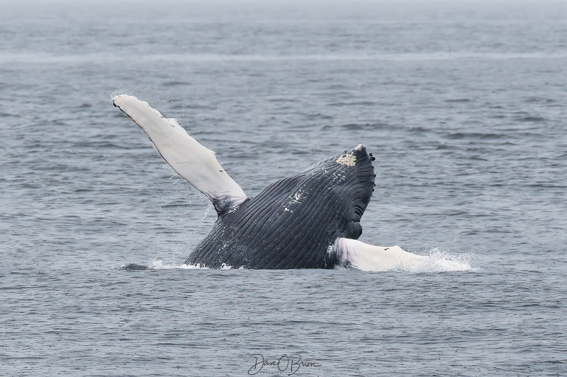 Breaching Whale off Stellwagen Bank
A breaching calf shows off to the whale watching boat
6/24/23
Keywords: Humpback Whale, Breach, Stellwagen Bank, Massachuesetts