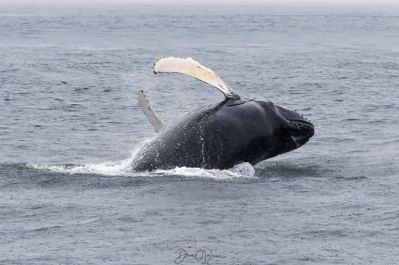 Leaf, a humpback calf playing as he breaches
This baby humpback whale named Leaf played around for 20 mins jumping and flipper waving
6/24/23 
Keywords: humpback whale, stellwagen bank
