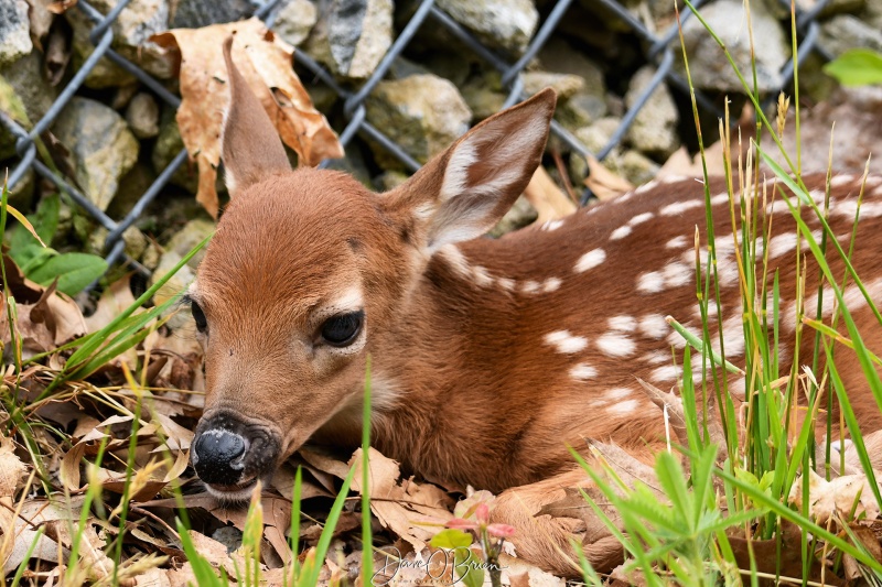 Came across this young fawn at Pease
While walking down to get some aircraft, came up on this young fawn waiting for Mom to return 
6/7/22

