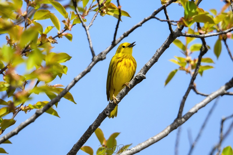 Yellow Warbler 
Plum Island
5/11/22 
