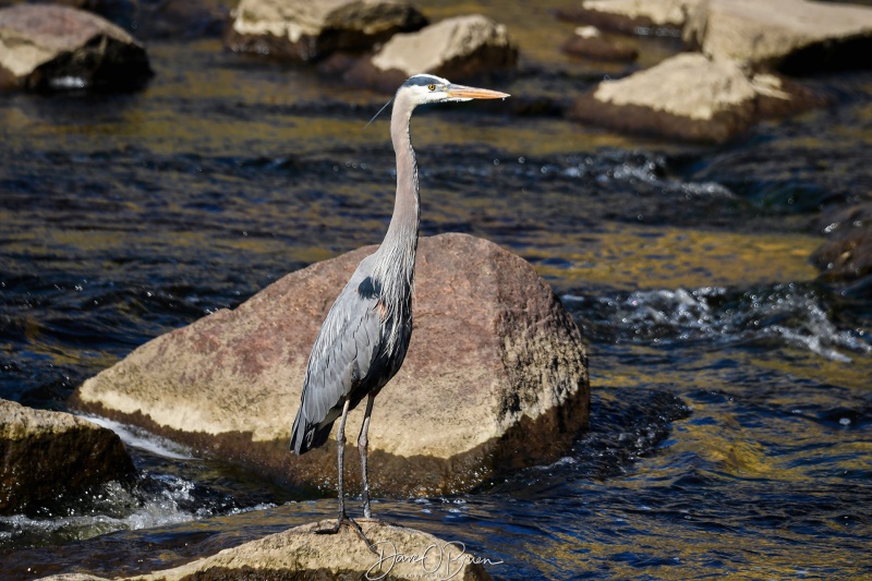 Great Blue Heron hunting for dinner
5/10/22
