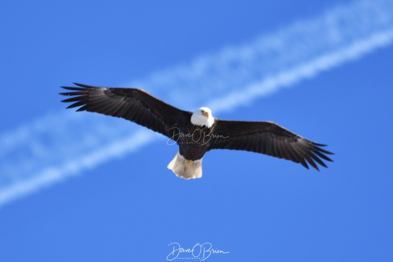 Durham Bald Eagle
Spotted 2 Eagles soaring along route 4
2/15/2020
