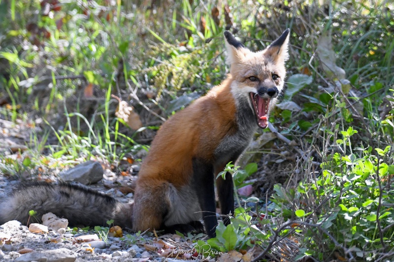 Red Fox hunting
Found this red fox hunting on the side of the road heading to our lodge 
10/2/22
