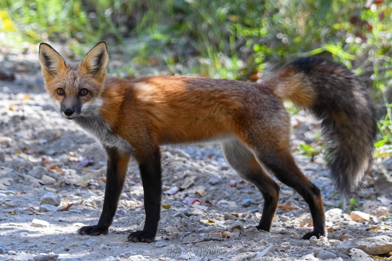 Found this red fox hunting on the side of the road heading to our lodge 
10/2/22
