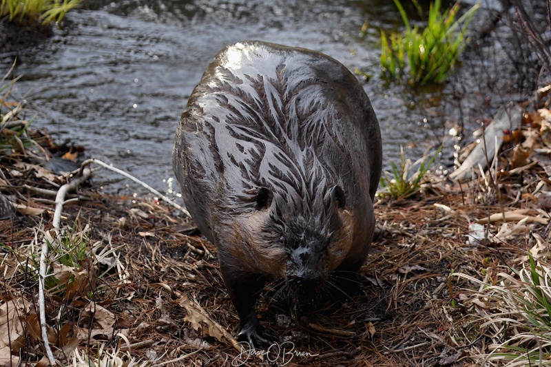 Beaver climbing out
Saw two beavers climbing a small hill to take down small branches to build up their dam
4/13/22
