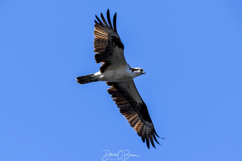 Osprey looking for fish to dive in for
5/10/22
