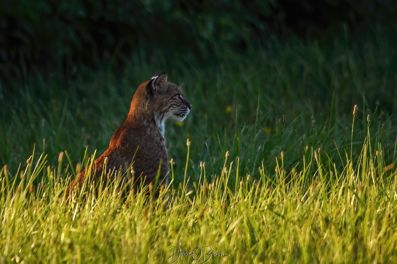 Bobcat on the hunt
Another bucket list shot for me, saw this bobcat hunting along the side of the highway so pulled off to snap a few shots and then moved on.
7/13/22
