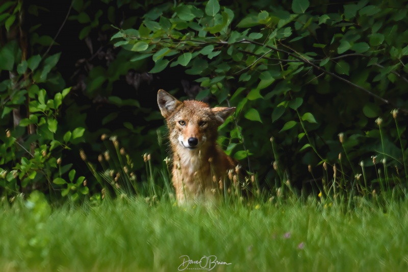 Wet Wolf
This wet wolfe sat at the edge of the tree line keeping an eye on me
7/6/23
