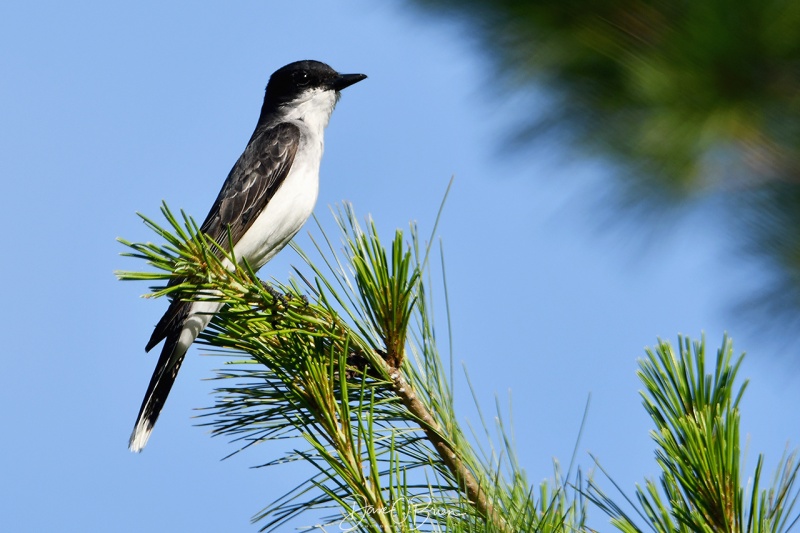 Kingbird not happy with the Red Tail Hawk in it's tree 
6/21/21
