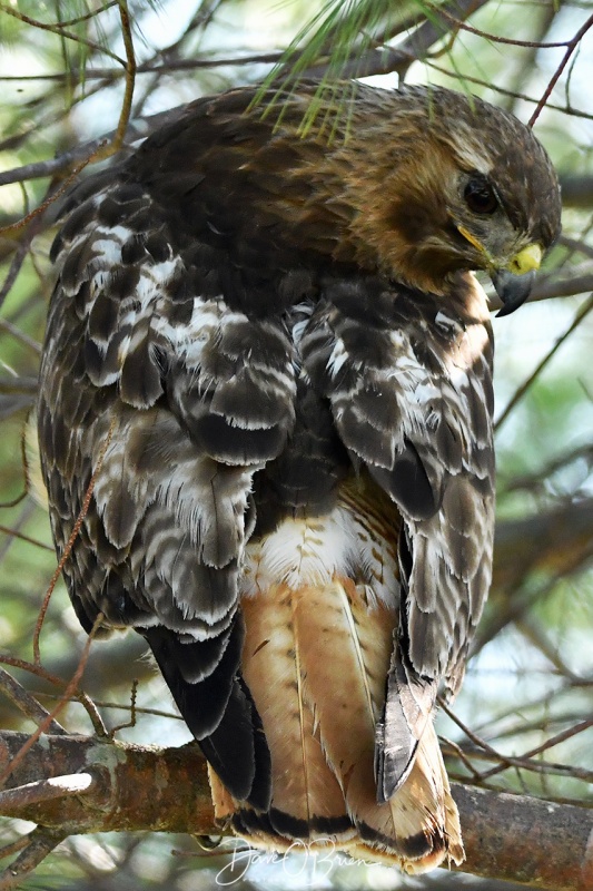 Red Tail Hawk looking for young birds to eat/
6/21/21
