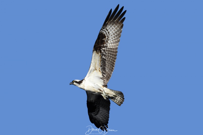 osprey on the hunt
5/24/22
