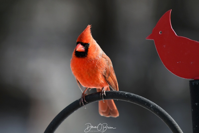 Northern Cardinal
3/5/21
Keywords: Backyard birding, Wildlife,