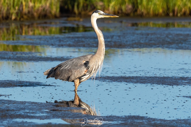 Great Blue Heron
Rye, NH
7/26/19
