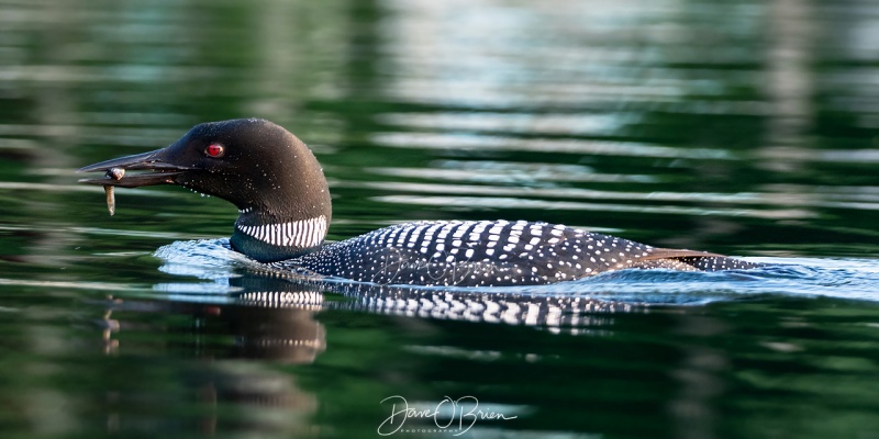 One of the parents with food for Jr
Loon taking their chic around a lake to learn to fish
Southern NH
7/28/19
