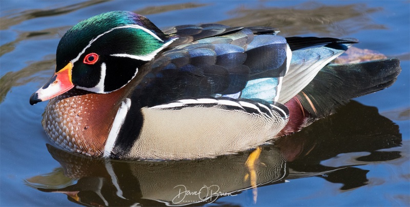 Wood Duck
York, ME
4/4/19
