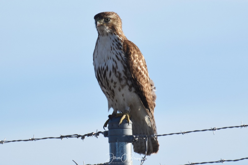 Red Tail perches on top a fence at Pease hunting a nearby field 
