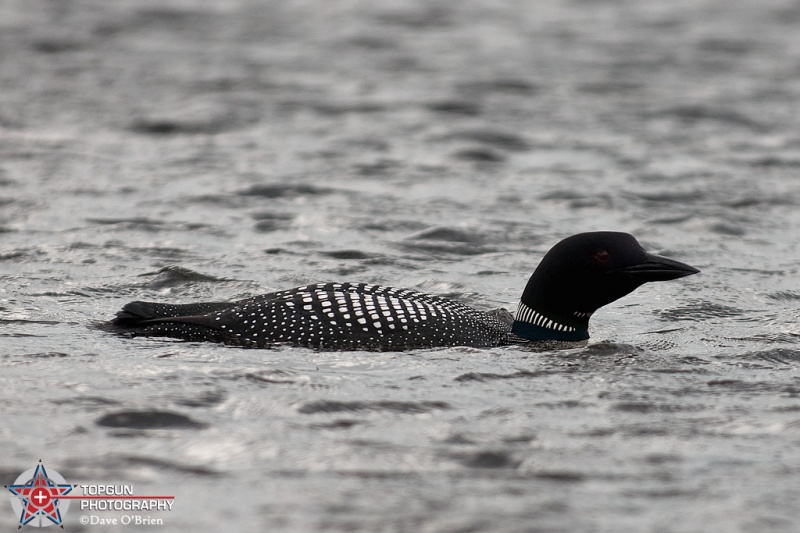 Loon up in Lake Francis
Pittsburg NH
