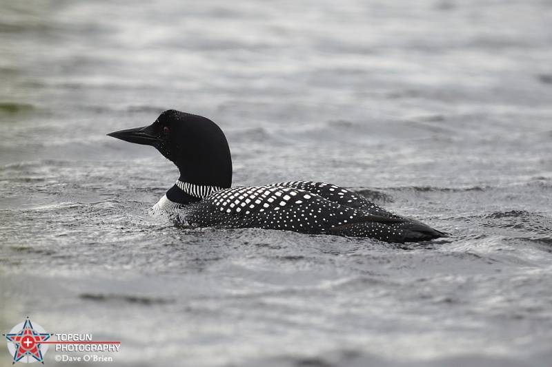 Loon up in Lake Francis
Pittsburg, NH
