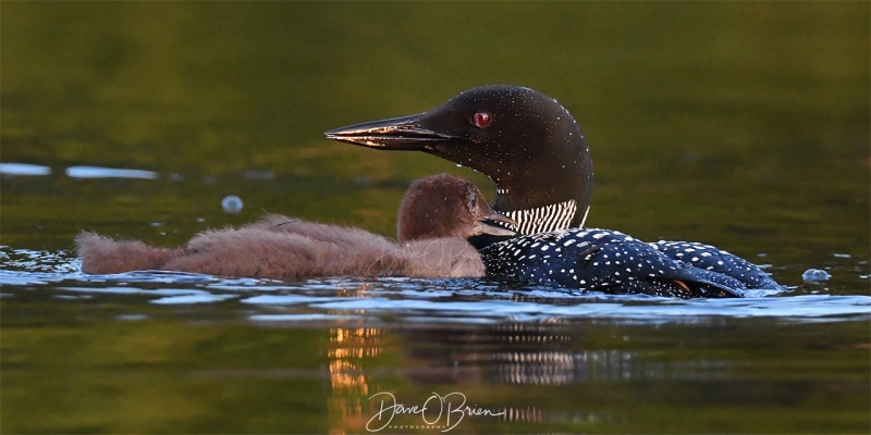 NH Loon & chic
Momma Loon taking their chic around a lake to learn to fish
Southern NH
7/28/19
