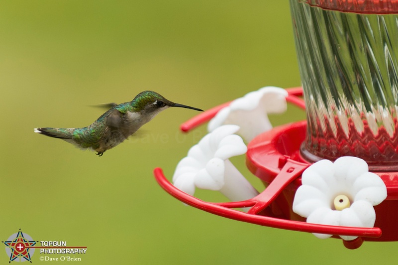Ruby Throated Hummingbird 7/1/17
