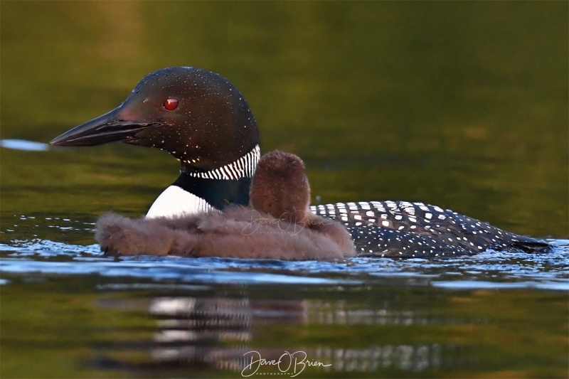 NH Loon & chic
Momma Loon taking their chic around a lake to learn to fish
Southern NH
7/28/19
