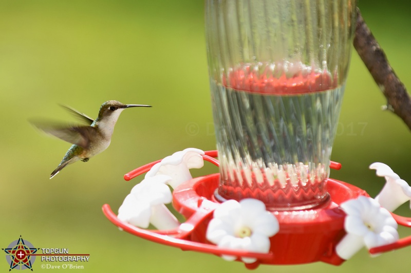 Ruby Throated Hummingbird 7/2/17
