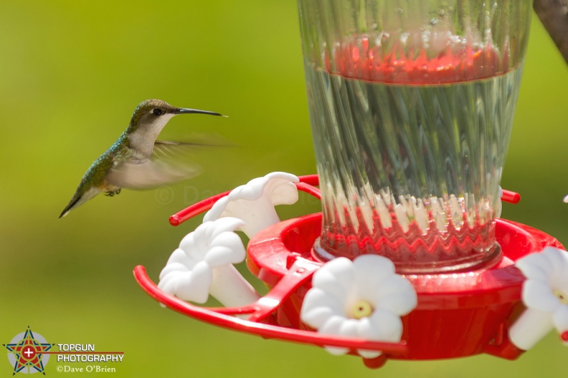 Ruby Throated Hummingbird 7/2/17
