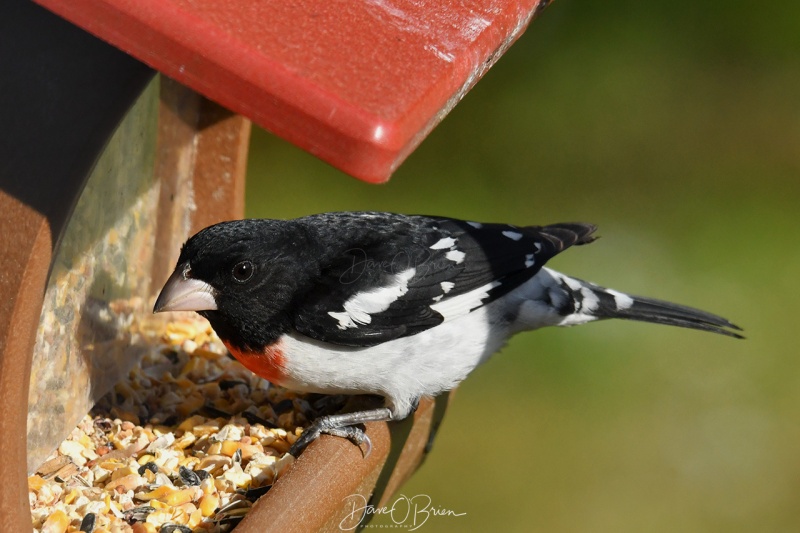 Male Rose-breasted Grosbeak
5/24/2020
