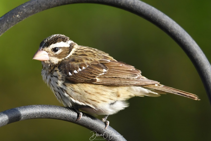 Female Rose-breasted Grosbeak
5/24/2020
