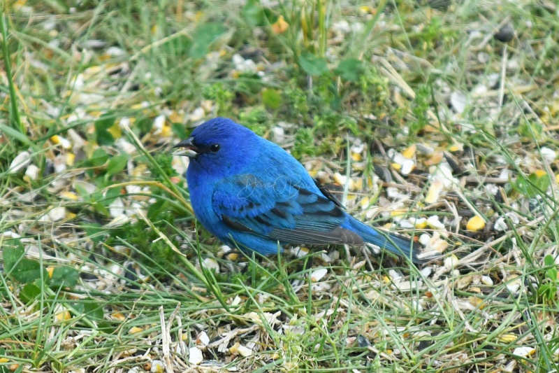 Indigo Bunting
5/24/2020
