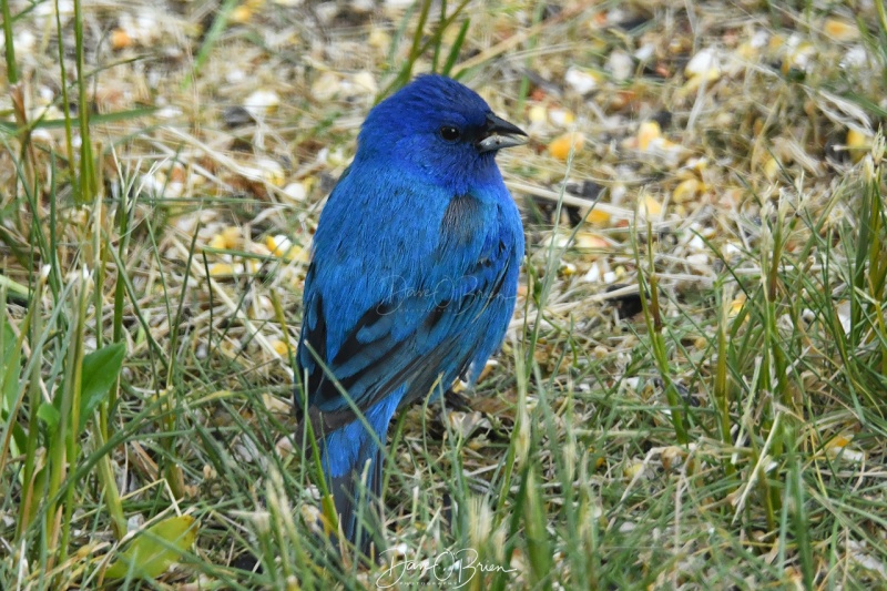 Indigo Bunting
5/24/2020
