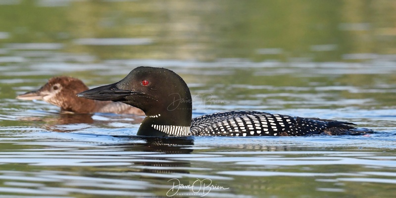 NH Loon & chic
Momma Loon taking their chic around a lake to learn to fish
Southern NH
7/28/19
