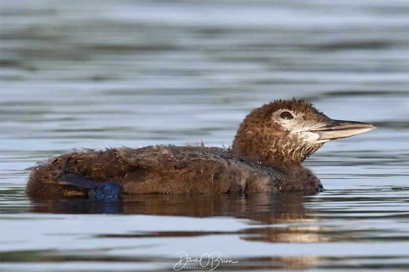 Young loon chic keeping an eye on a young bald eagle that just took flight
Southern NH
7/29/19
