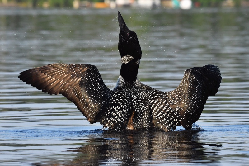 Loon shaking the water off it's wings
