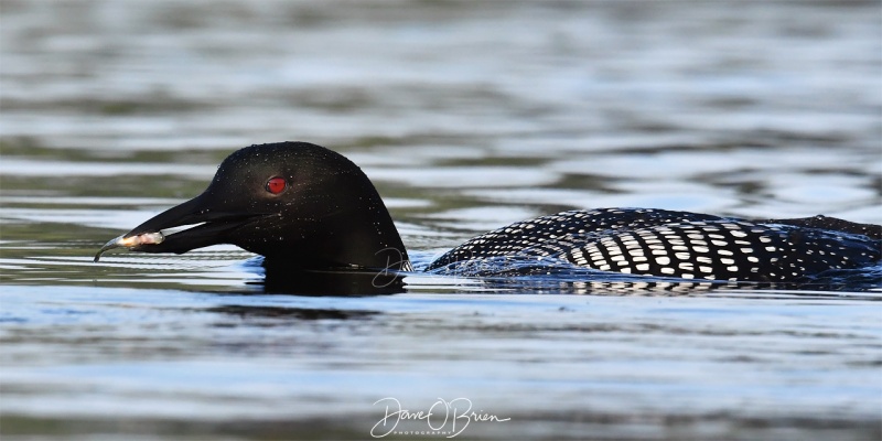 NH Loon with food for chic
Southern NH
7/29/19
