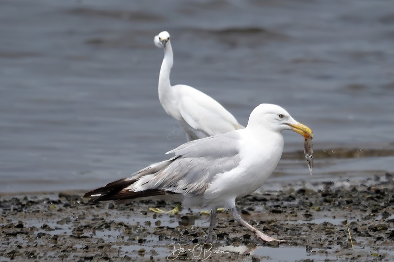 Gull shaming the snowy egret on how to catch food
Salisbury boat ramp
7/28/2020
