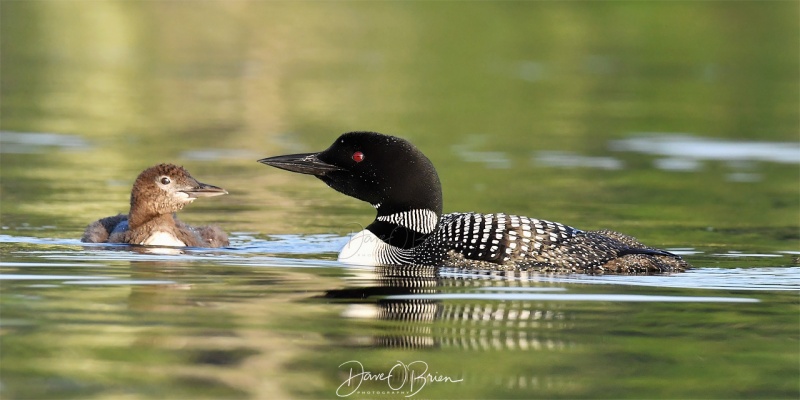 NH Loon & chic
Southern NH
7/29/19
